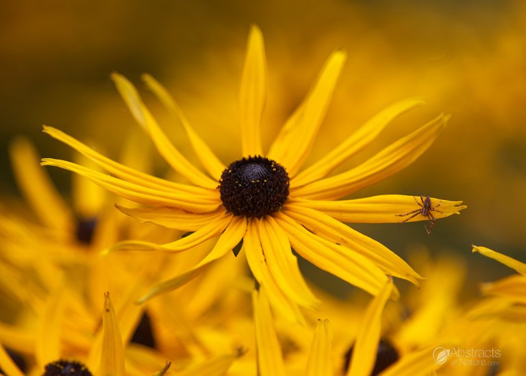 Rubeckia hirta with spider